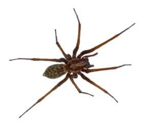 Anti-nuisible araignée à Marseille