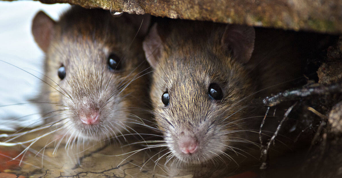 Traitement des nuisibles pour le secteur médical 1 Rats cachés dans un mur
