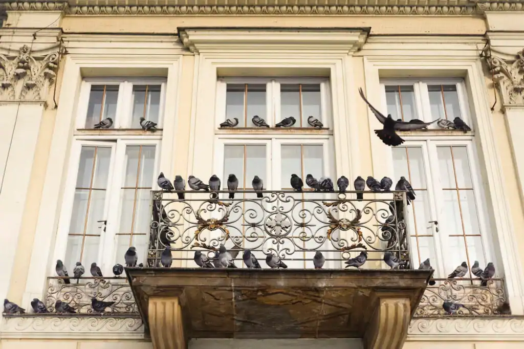 Dépigeonnage à Marseille 4 Façade envahi de pigeons