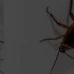 existe-t-il-differentes-especes-de-cafards