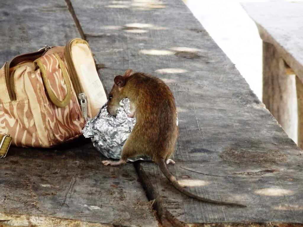 rat dans une rue de Marseille