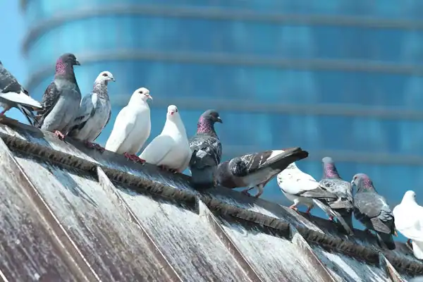 Traitement anti-nuisibles pour les industries et entrepôts 5 Pigeons sur un toit d'entrepôt