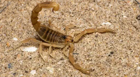 Tout savoir sur le scorpion 2 Tout savoir sur le scorpion