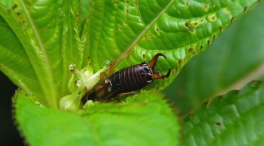 Invasion de perce oreilles sans danger ou vrai probleme 1 1