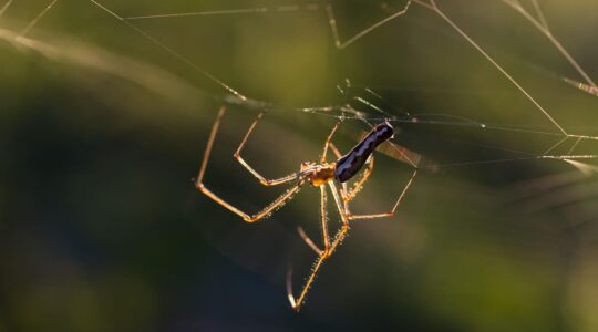 Les araignées dans la maison faut-il s’en débarrasser