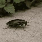 Les blattes de jardin sont-elles dangereuses