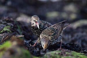 Les étourneaux : comment lutter contre les invasions massives ?