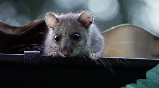 Les loirs et lérots les nuisibles méconnus des greniers
