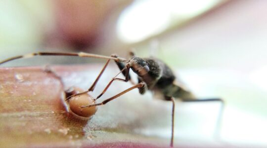 Les thrips ces minuscules insectes qui envahissent vos plantes