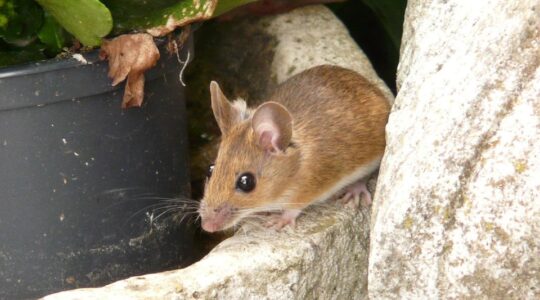 Souris des champs vs souris domestiques : quelles différences ?