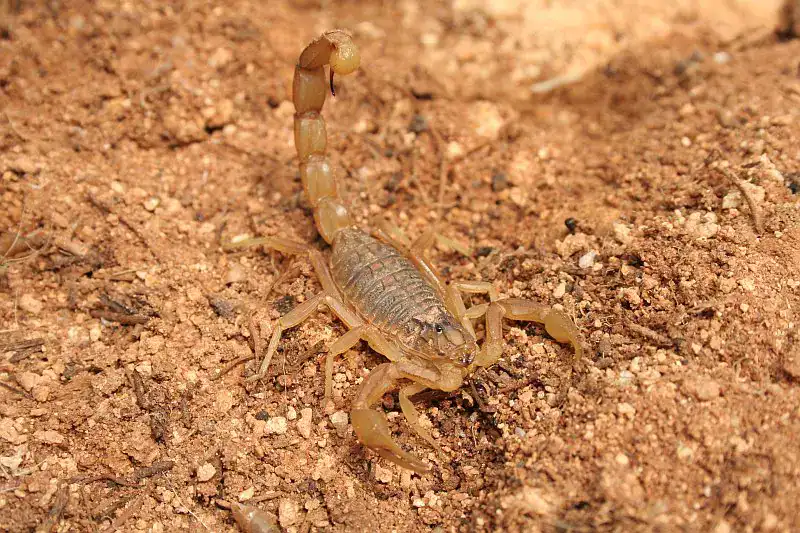 Désinsectisation scorpions : comment se déroule l'intervention professionnelle ? 1 Buthus occitanus