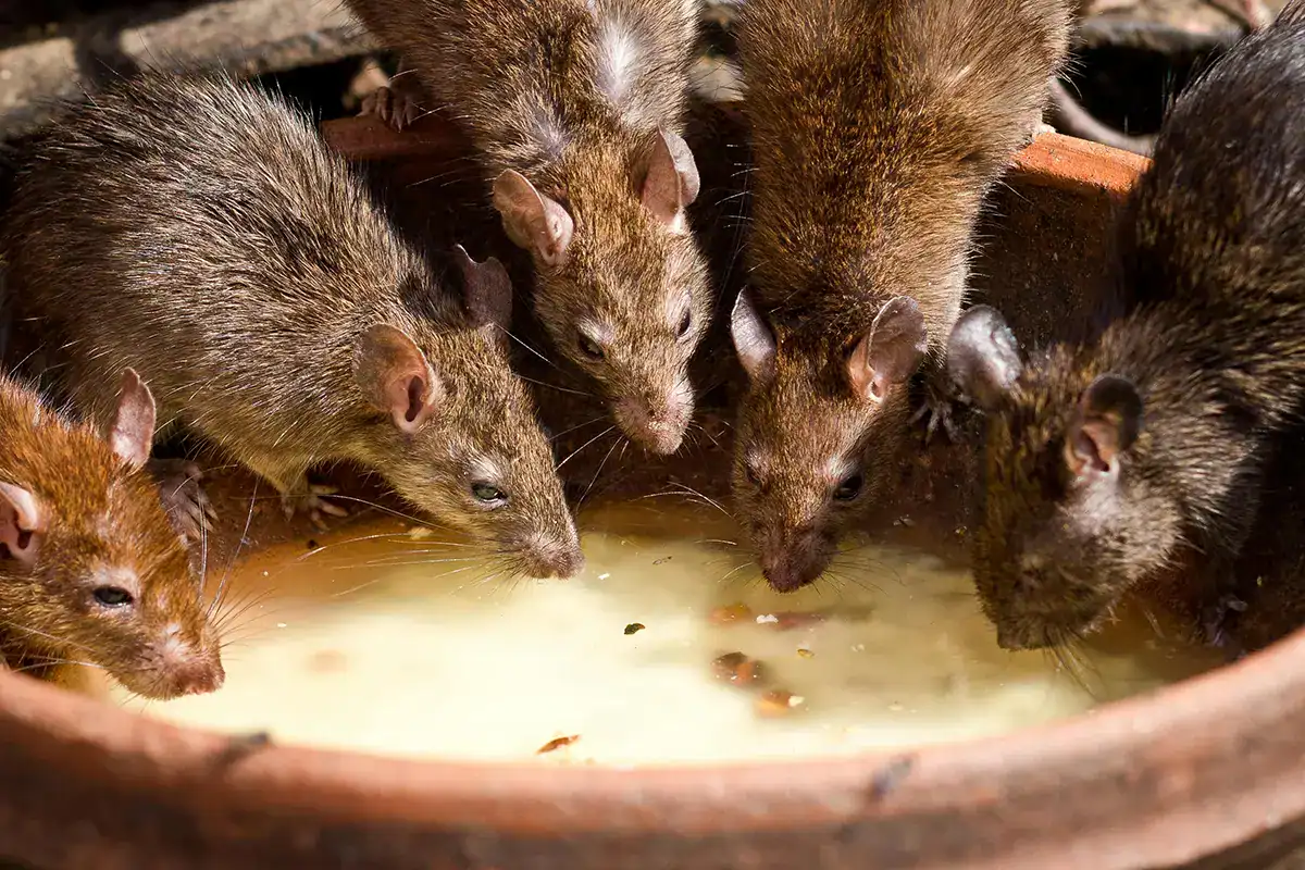 Traitement anti-nuisibles pour les EHPAD et maisons de retraite 1 Colonie de rats attirés par des restes