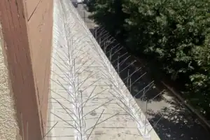 Pics anti-pigeons : installation, efficacité et réglementation