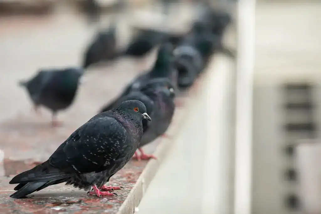 Dépigeonnage aux Pennes-Mirabeau : de Plan de Campagne aux quartiers résidentiels 1 Pigeons sur un balcon