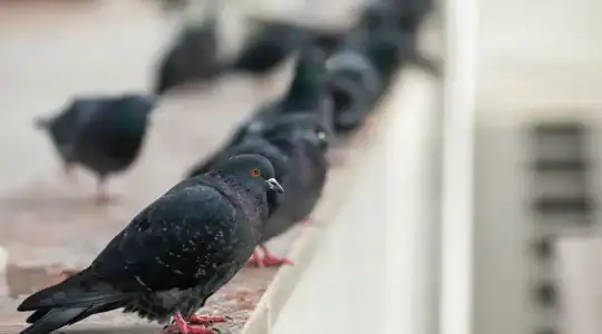 Pigeons sur un balcon