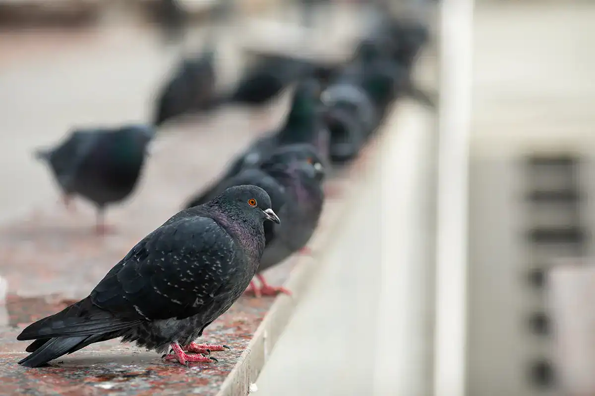 Pigeon sur le balcon : comment protéger efficacement votre espace extérieur ?