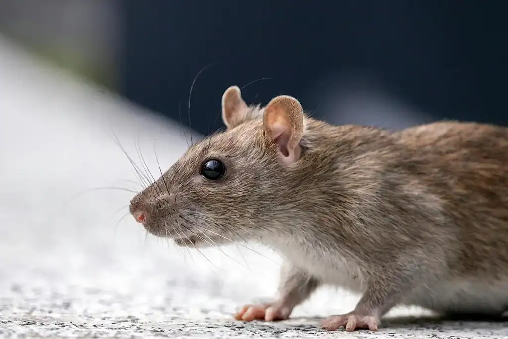 Dératisation à Vitrolles 7 Gérer les rats en hiver