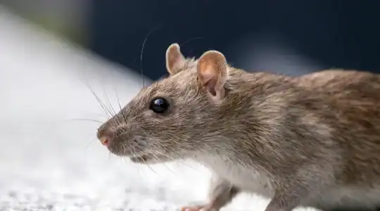Gérer les rats en hiver