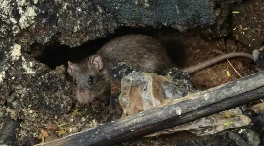 Dératisation préventive : pourquoi anticiper plutôt que subir une invasion de rongeurs ? 1 Dératisation préventive