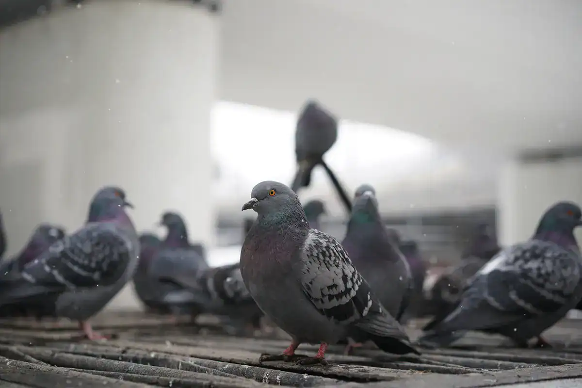 Dangers sanitaires des pigeons en ville : ce qu’il faut savoir