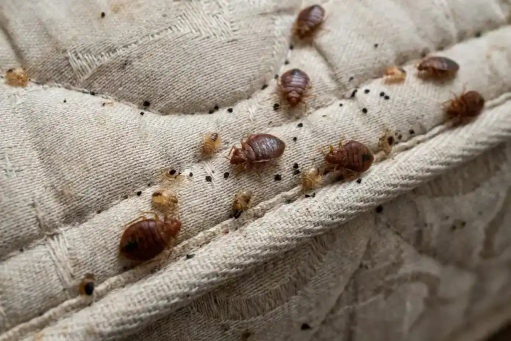 Lutte contre les punaises de lit à Cassis 8 Colonie de punaises de lit sur un matelas