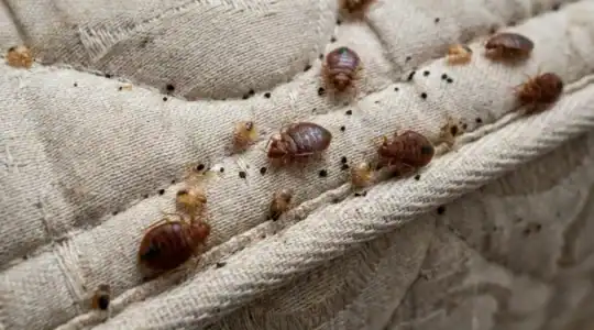 Colonie de punaises de lit