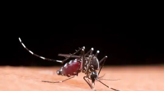 Moustique Tigre en PACA