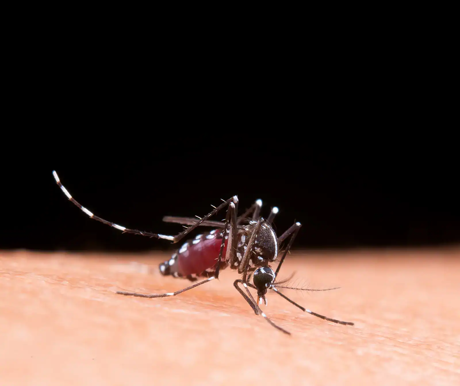 Démoustication à Cassis 2 Moustique Tigre en PACA