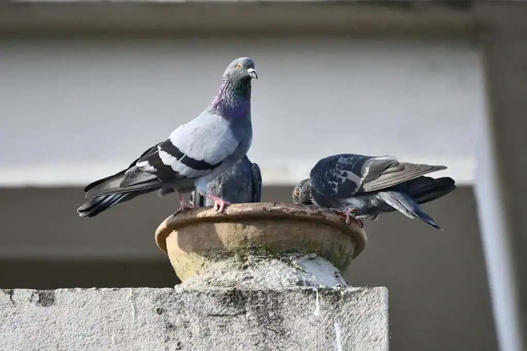 Entreprise de dépigeonnage à Aubagne 9 Pigeons sur une façade