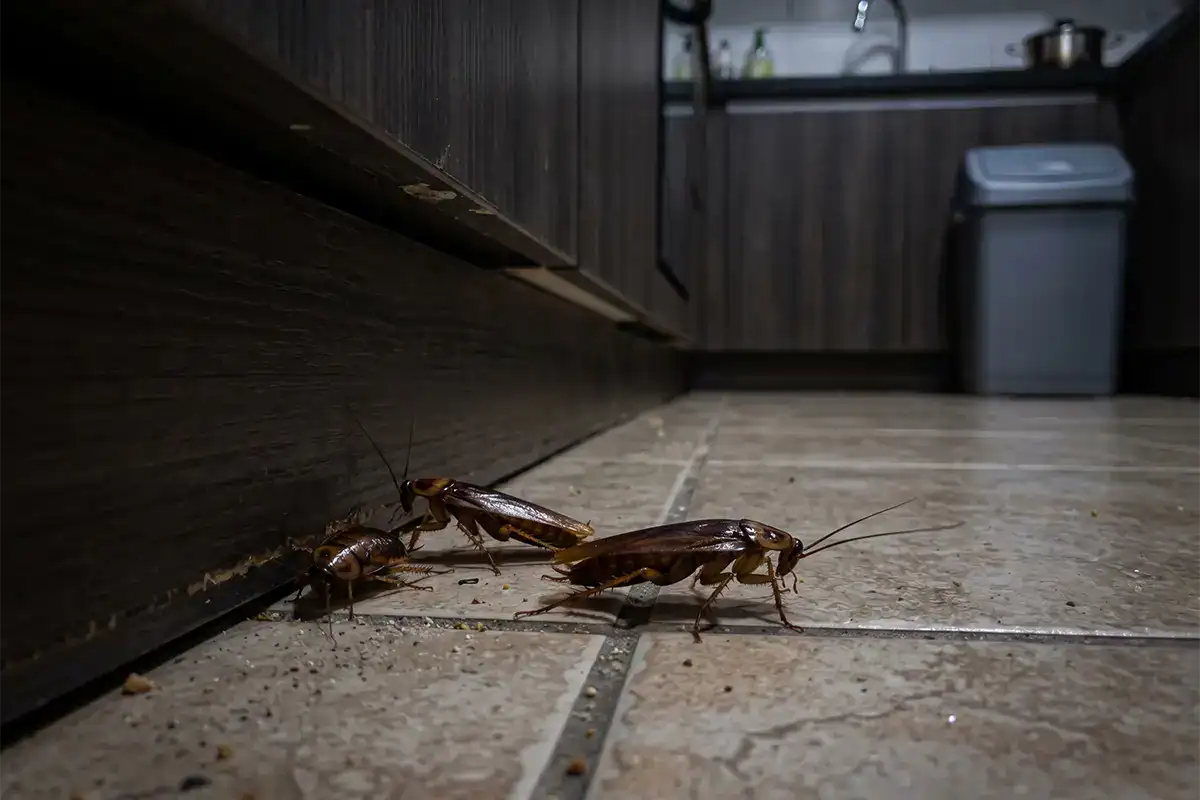 Élimination des cafards et blattes à Istres 2 Blattes dans une cuisine professionnelle