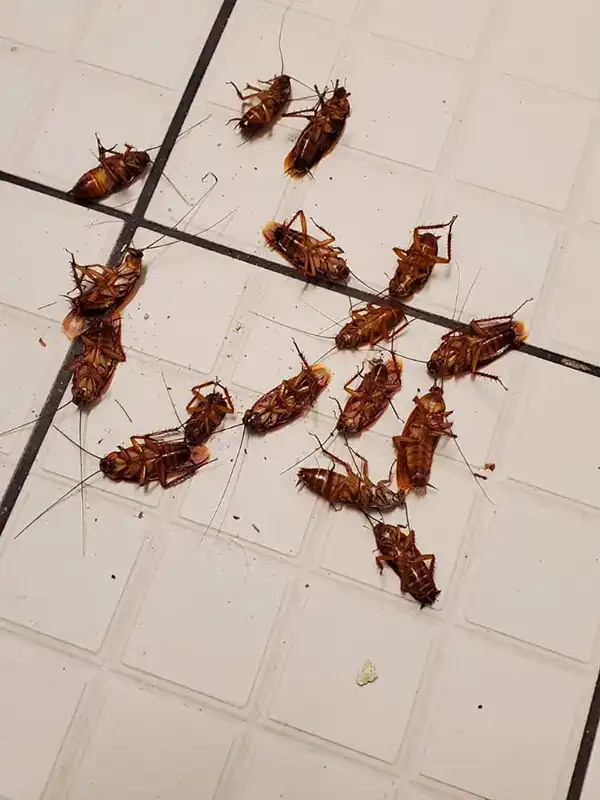 Élimination cafards et blattes à Aix-en-Provence 2 Cafards exterminés après intervention biocide