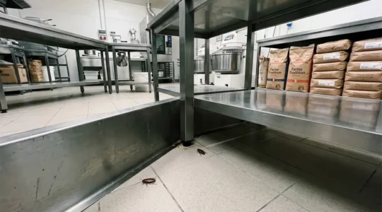 Cafards dans une boulangerie