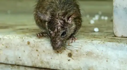 Rats dans les égouts de Marseille : pourquoi la ville est-elle si exposée ? 2 Rat dans les égouts de Marseille