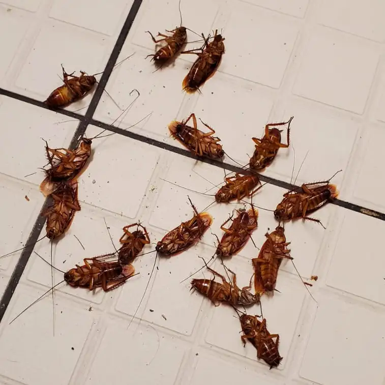 Désinsectisation à Marseille : nos solutions pour éliminer les insectes 18 Cafards après une intervention