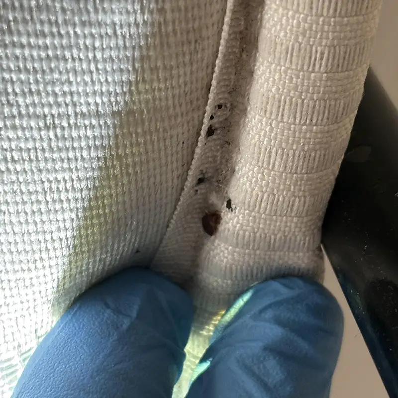 Désinsectisation à Marseille : nos solutions pour éliminer les insectes 17 Punaise de lit dans matelas