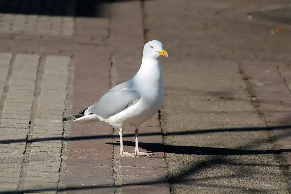 Expert en dépigeonnisation à La Ciotat 2 Goéland