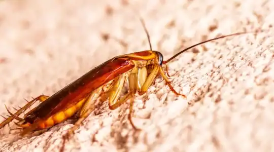 Prévenir une infestation de cafards : 8 gestes essentiels 2 Cafard en gros plan