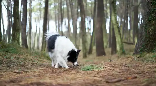 Chenille processionnaire et chien : les bons réflexes avant et après un contact 1 Chien reniflant une procession de chenilles processionnaires au pied d'un pin