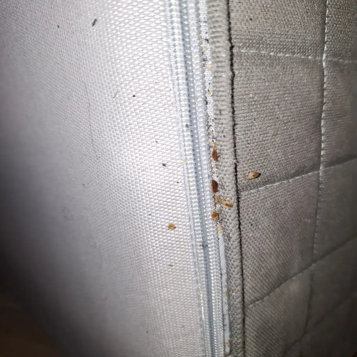 Nos experts en désinsectisation à Aubagne 2 Punaises de lit sur matelas