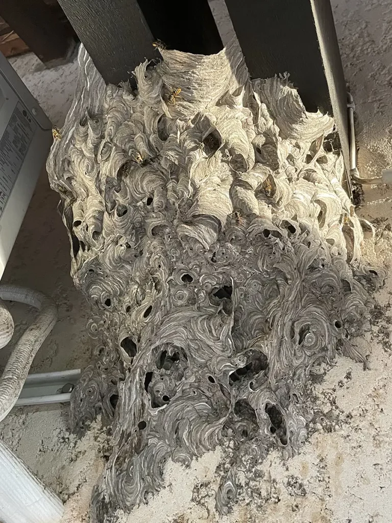 Nos experts en désinsectisation à Aubagne 5 Nid de frelons avant destruction